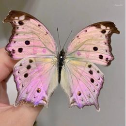 Decorative Figurines Salamis Parhassus Real Butterfly Specimen DIY Handicraft Home Decor Holiday Gift Gothic Sculpture Statues For