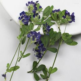 Decorative Flowers 2023 Purple Alfalfa Ornaments For DIY Hand Work Greeting Cards Free Shipment 1 Lot/100pcs