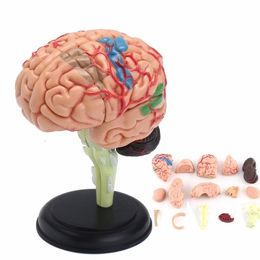 Other Office School Supplies 4D Human Anatomical Brain Model Anatomy Teaching Tool Toy Statues Sculptures Use 72610cm 230703