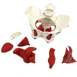 Other Office School Supplies Detachable Female Pelvis Muscle Anatomy Model Science Teaching Resources Drop 230703