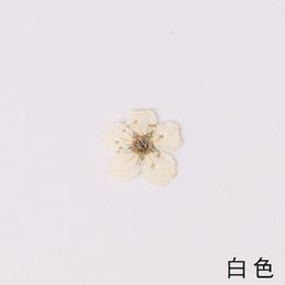Decals 100pcs Mini Pressed Dried Narcissus Jonquilla Flower Plant Herbarium for Epoxy Resin Jewellery Bookmark Postcard Nailart Craft Diy