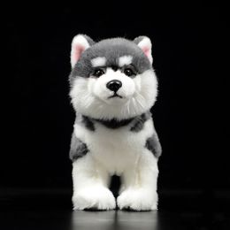 Plush Dolls 23CM High Grey Siberian Husky Dog Plush Toy Lifelike Standing Alaskan Malamute Stuffed Animal Toys Christmas Gifts 230711