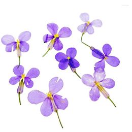 Decorative Flowers Violaceus Dried Press Flower For DIY Decoration Wholesale Free Shipment 1 Lot / 120 Pcs