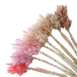 Wholesale Hare's Tails Yunnan Dried Flower Lagurus Ovatus Bunny Tails Grass Wholesale Dried Preserved Flower