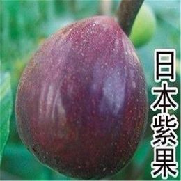 Plates Fig Sapling Base Wholesale Garden Fruit Tree Seedlings Red Dwarf Potted Ground Planted Japanese Purple