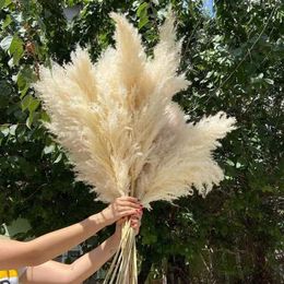 Dried Flowers 80cm Pampas Grass Large Tall Fluffy Pampas Dried Flowers Boho Decor Plant for Vase Home Wedding Decor Flower Arrangement R230720