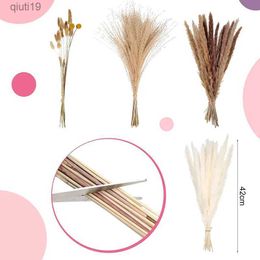 Dried Flowers Natural Dried Pampas Grass Decoration Fluffy Wedding Decoration Boho Phragmites Home Decor Bouquet Phragmites Dried Flowers R230720