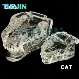 Other Oral Hygiene Resin Transparent Dog cat Teeth Model Pet Dental Teeth Model Animal Resin Tooth Veterinary Dental Teaching 230720