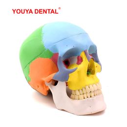 Other Oral Hygiene Human Adult Skull Anatomical Model With Full Dental Teeth Model Anatomy Removable Skull Cap For Tooth Teaching Studying 230720
