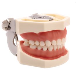 Other Oral Hygiene Dental model Teeth model gum teeth Teaching Model Standard Dental Typodont Model Demonstration With Removable Tooth 200H 230720