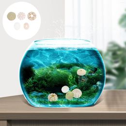 Vases Planter Aquarium Decorations Sea Urchin Ornaments Crafts Landscape Desktop Decors