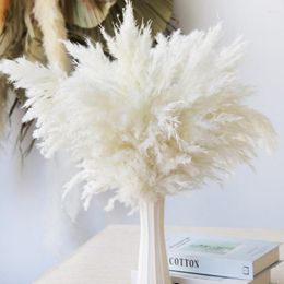 Decorative Flowers 10Pcs Reed Dried Flower Natural White Pampas Grass Wedding Party Decoration Fluffy Phragmites Artifical Fall Home Decor
