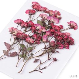 Dried Flowers 1Pack Plants Decoration Crafts Multi-purpose Pressed Flowers Real Dried Flowers Manual Embossed Plant R230725