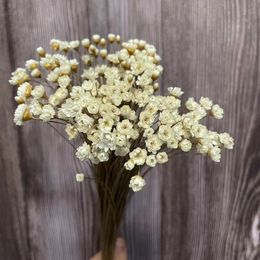 Dried Flowers About 150PCS061CM Head Real Natural White Little Star Dry Mini Daisy Bouquet For Resin Jewellery Home Decor 230725