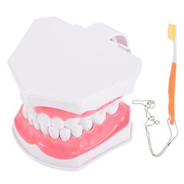 Other Oral Hygiene Model Teeth Tooth Dental Standard Care Brushing Educational Hygiene Teaching Oral Extractable Mouth Typodont Fake Dentist 230728