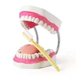 Other Oral Hygiene Large Anatomical Teeth Model 6 Times Dental Hygiene Teeth Models Dentist Teaching Oral Care Model with Detachable Tongue 230728