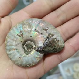 Decorative Figurines 60-70mm 1pcs Ammolite Original Stone Ammonites Conch Fossil Ancient Extinct Life Fossi Specimens Collectible Specimen