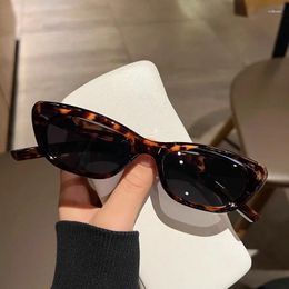 Sunglasses Acetate Small Box Cat Eye Men And Women Personality High Quality Top Fashion Sun Glasses Uv400