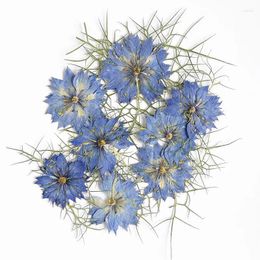 Decorative Flowers 24PCS/3-4CM Black Grass Real Natural Dried Pressed Love-in-a-mist Head Dry Plants For Craft Resin Jewellery