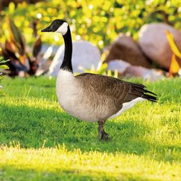 Garden Decorations 2pcs Duck Stakes Durable Outdoor Yard Decors Animal For Decoration