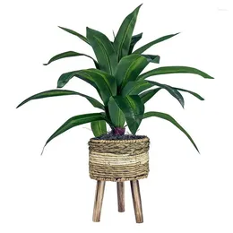 Decorative Plates Sales 24" Faux Dracaena Plant In Multi-Color Tripod Basket Stand