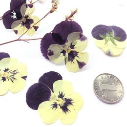 Decorative Flowers 10pcs/lot Two Colour Sweet Violet Small Dried Preserved Flower Materials For Diy Bookmark Mobile Phone Shell Card