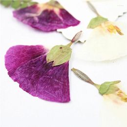 Decorative Flowers 16pcs/3-5cm Natural Real Pressed Flower Petals Eternal Fanshaped DIY Art Craft Gift Card Bookmark Phone Shell Decoration