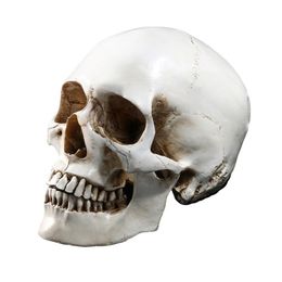 Lifesize Human Skull Model Replica Resin Anal Tracing Teaching Skeleton Halloween Decoration Statue Y201006209W