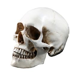 Lifesize Human Skull Model Replica Resin Anal Tracing Teaching Skeleton Halloween Decoration Statue Y2010062474