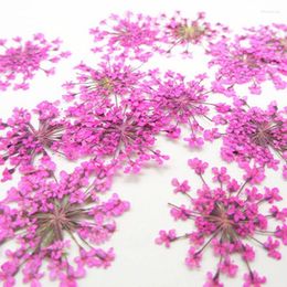 Decorative Flowers 1000pcs Bulk Packing White Lace Wholesales Dried Pressed Flower For Candle Decoration Free Shipment