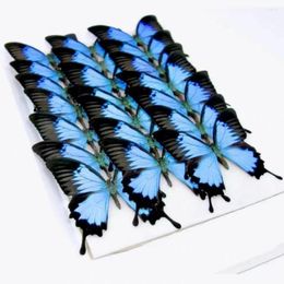 Decorative Figurines Paradise Butterfly Specimen Unfolds Real Home Decor Accessories