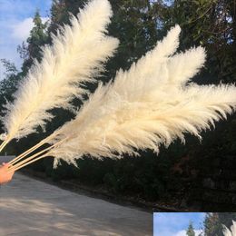 Decorative Flowers Wreaths 80Cm Pampas Grass Natural Reed Dried Flower Large Ceremony Modern Home Decoration Valentines Day Fast Drop Dh50M