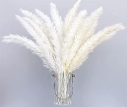 30pcs Bulrush Natural Dried Pampa Grass Flowers Dry Plants Small Flower for Decoration Fall Wedding Home Decor Real Pampas Grass I2037165