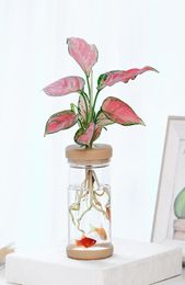 Transparent Hydroponic vase Imitation Glass Soilless Planting Potted Green Plant Resin Flower Pot Home Vase Decor7044794