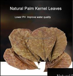 OtAlmond Leaf Cleaning her Aquarium Fish Aquariums Pet Supplies Home Garden Natura9676512