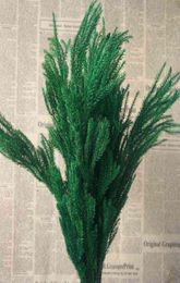 2030CM30g Real Dried Natural Fresh Forever Lycopodium BranchesDecorative Club Moss BouquetDry preserved Eternal GrassHome 2209394920