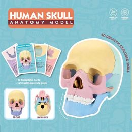 Wall Decor Life Size Colourful Human Skull Model Anatomical Anatomy Teaching Skeleton Head Studying Supplies 231128