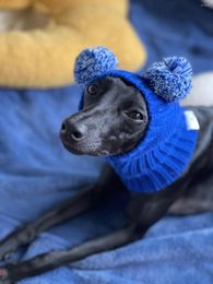 Dog Apparel Handmade Wool Knit Hat Whebit Greyhound Warm Winter Items Accessories Cap Supplies