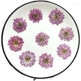 Decorative Flowers Pressed Dried Double Petal Pericallis Hybrida Flower Herbarium For Nail Art Make Up Jewellery Bookmark Phone Case Card DIY