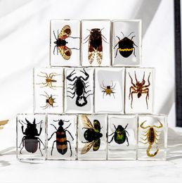 Natural insect specimens resin marine animal specimens home accessories home decoration accessories figurine