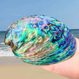 Decorative Objects Figurines Zealand Symphony Abalone Shell Natural Polishing Conch Specimen Jewelry Display Stand Aquarium Landscapng Beach 230614