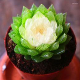 Decorative Flowers Simulated Succulent Plants Bonsai Echinocactus Grusonii Without Flowerpot Natural Artificial Flower Osmanthus Cactus