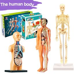 Science Discovery 3D Human Body Storso Model for Kid Anatomy Skeleton Steam Game DIY Armbly Assembly التعلم التعليمي أداة تعليم 230615