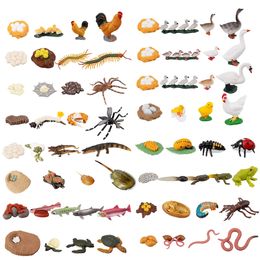 Action Toy Figures Plastic Life Cycle of Chicken Hen Duck Goose Swan Salmon Fish Growth Kit School Project Cake Topper 230617