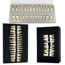 Other Oral Hygiene Paediatric Teeth Adult Teeth Full Mouth Tooth Model Dental Oral Monochrome Permanent Tooth Model with Root Simulated Tooth Model 230617