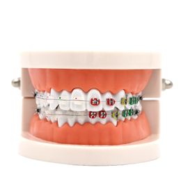 Other Oral Hygiene 1pc Dental Orthodontic Treatment Model With Ceramic Bracket Arch Wire Ortho Metal Orthodontic Toothed Denture Model 230617