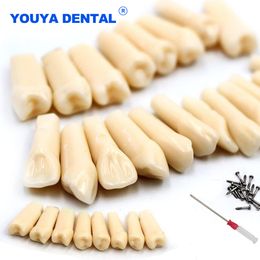 Other Oral Hygiene Tooth Dental Teeth Model For Dentist Technician Practice Preparation Removable Tooth Dentistry Training Models 28pcs32pcs 230617