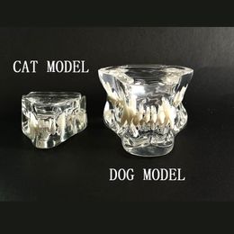 Other Oral Hygiene Dental Resin Transparent Dog Cat Teeth Model Pet Dental Teeth Model Animal Resin Tooth Veterinary Dentist Accessories Product 230617