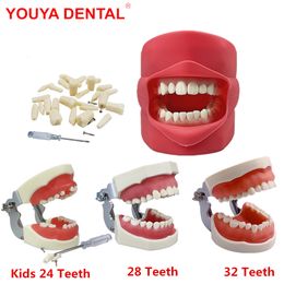 Other Oral Hygiene Teeth Model Training Practise Jaw Typodont Dentistry Student Dental Study Teaching Model Standard Model With Removable Tooth 230617