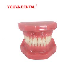 Other Oral Hygiene Dental Teeth Model For Studying Teaching Education Normal Adult Tooth Model Oral Dentistry Dental Products High Quality 230617